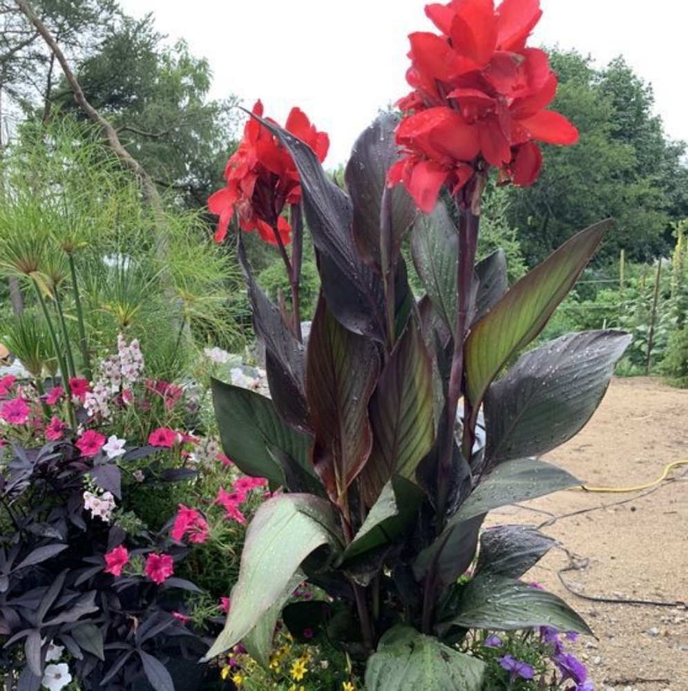 Tropicanna Canna Lilly bulb